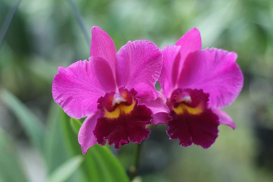 orquídies, flors, flors de color rosa, pètals, pètals de color rosa, florir, flor, flora, planta, naturalesa