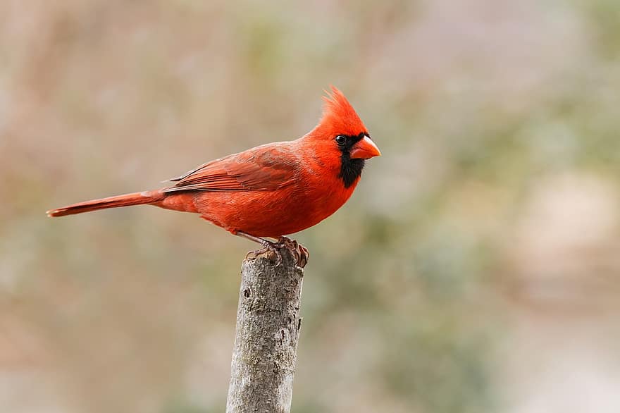 червена птица, северния кардинал, птица, кацнал, кацнала птица, пера, перушина, Аве, птичи, орнитология, наблюдение на птици