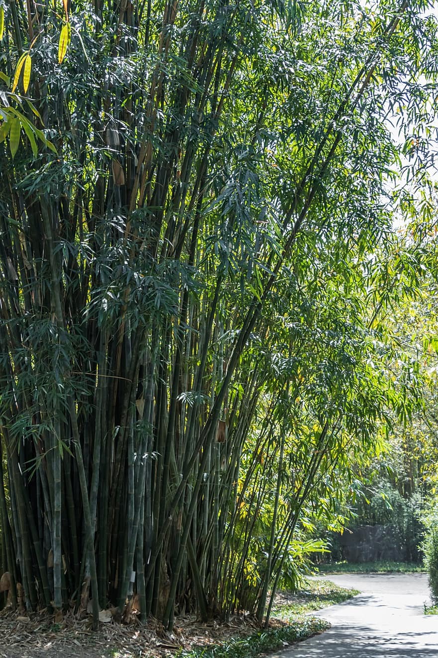 bambuko, bambuko miškas, augalų, lauke, lapai, miškas, medis, žalia spalva, vasara, fonas, filialas