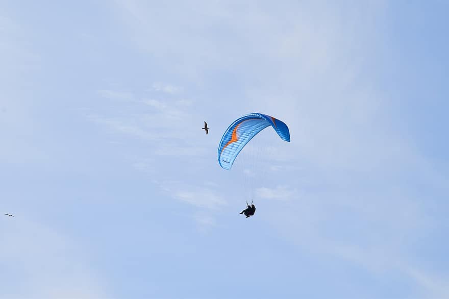 Tandem Paragliding Flight, Paragliding, Aircraft, Theft Book, Seagull, Blue Sky, extreme sports, flying, parachute, blue, sport