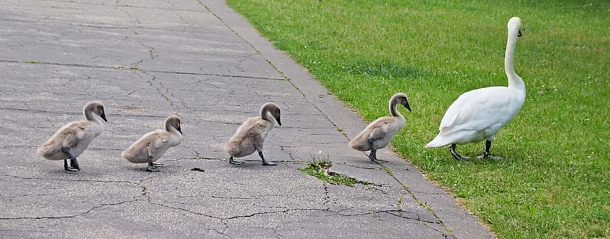 Swans, Family, Brood, Birds, Mother, March, Pavement, Bevy, Herd