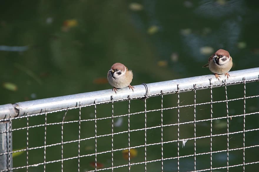 birds, sparrows, passerine birds, beak, close-up, feather, animals in the wild, branch, perching, focus on foreground, fence