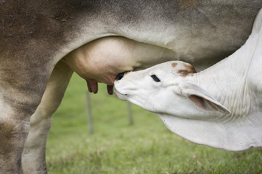 牛、カーフ、授乳中の子牛、乳房、農業、乳児、ミルク、動物、牧草地、反すう動物、哺乳類