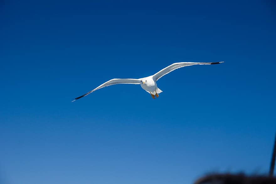 Seagull, Flight, Bird, Wings, Fly, Flying Bird, Flying Seagull, Ave, Avian, Ornithology, Birdwatching