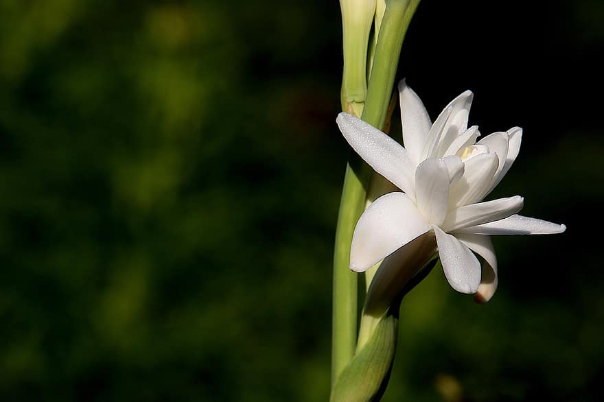 biały kwiat, ogród, Natura, botanika