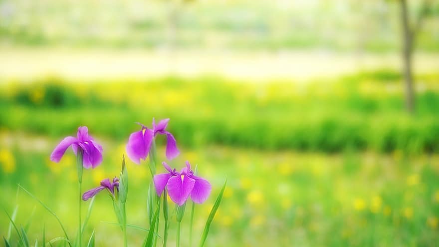 iris púrpura, flors morades, jardí, prat, naturalesa, flor, planta, color verd, estiu, cap de flor, primer pla