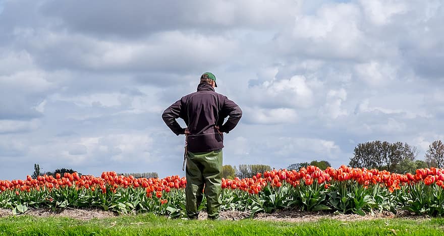 チューリップ、チューリップ畑、チューリップ栽培者、オランダ、男達、アダルト、花、一人、夏、緑色、ライフスタイル