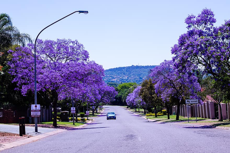 gade, bil, jacarandas, træer, avenue, Pretoria