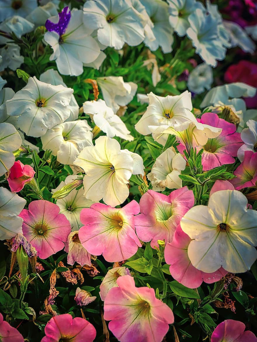 cama de flores, blanco, rosado, flor, floración, jardín, primavera, naturaleza, pétalos, flora, cobertura del suelo