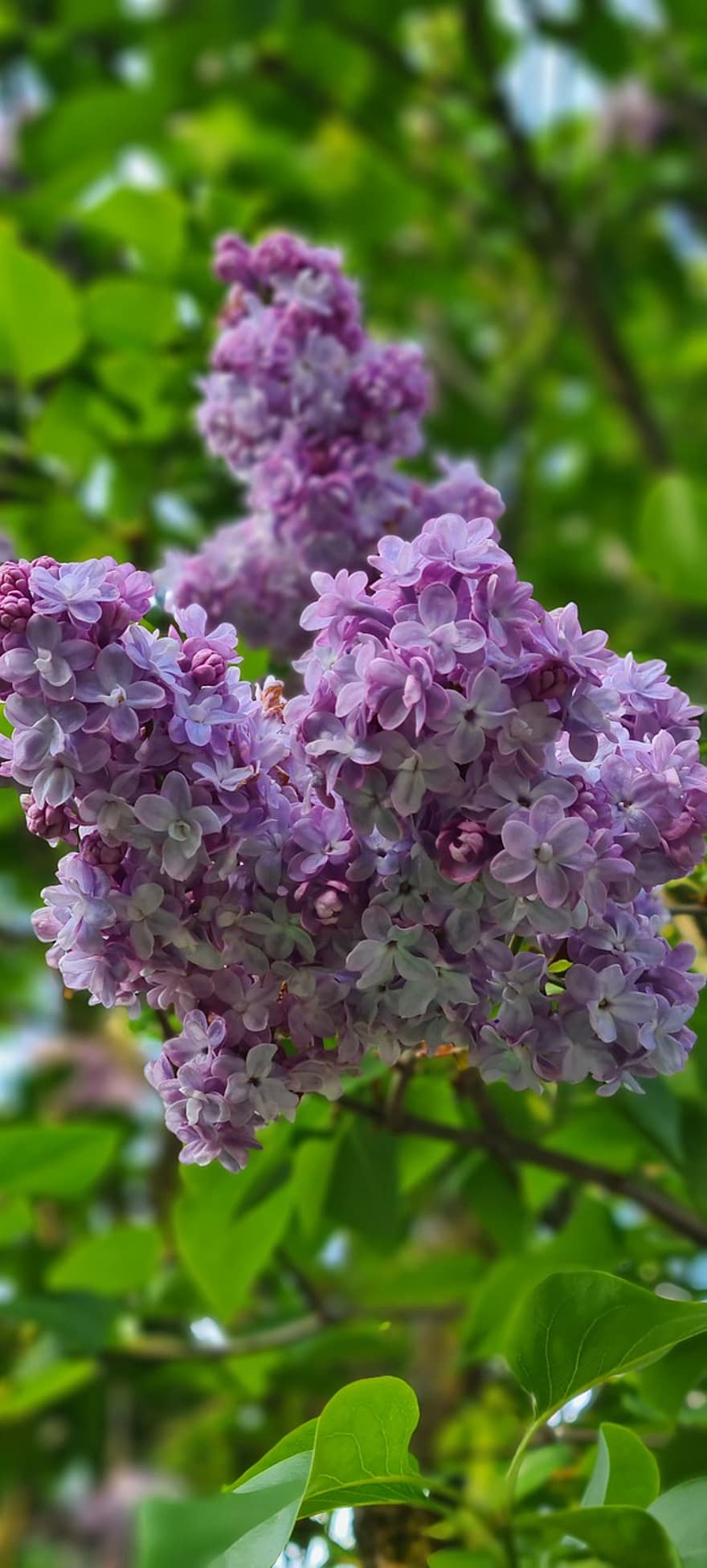 Lilac, Flowers, Plants, Purple Flowers, Petals, Buds, Bloom, Leaves, Garden, Nature
