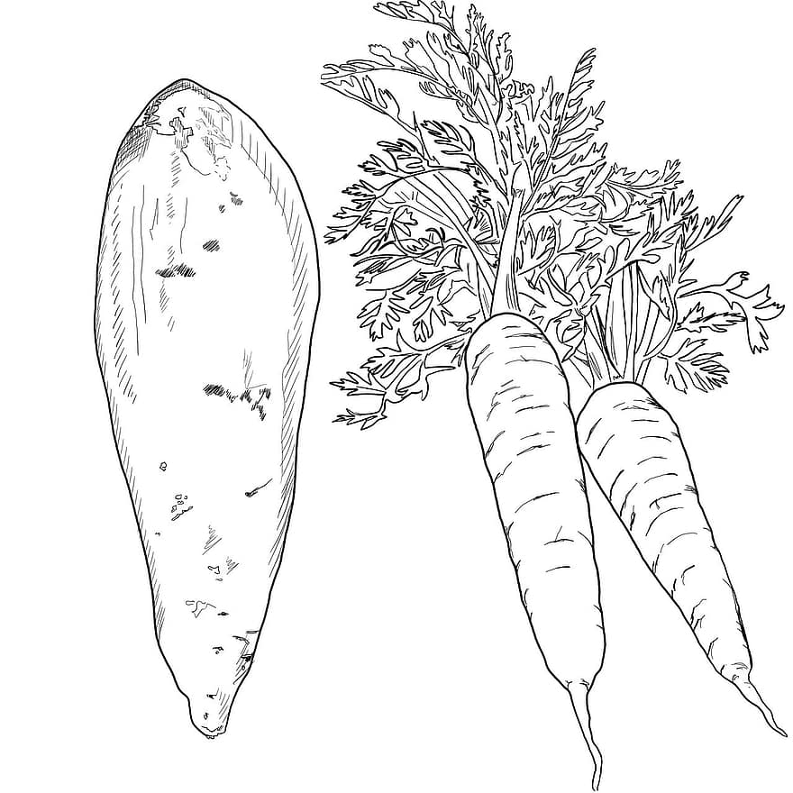 морковь, сладкий картофель, Искусство Рисования Линии, производить, овощи, кухня, травы, готовить, есть, свежий, вегетарианец