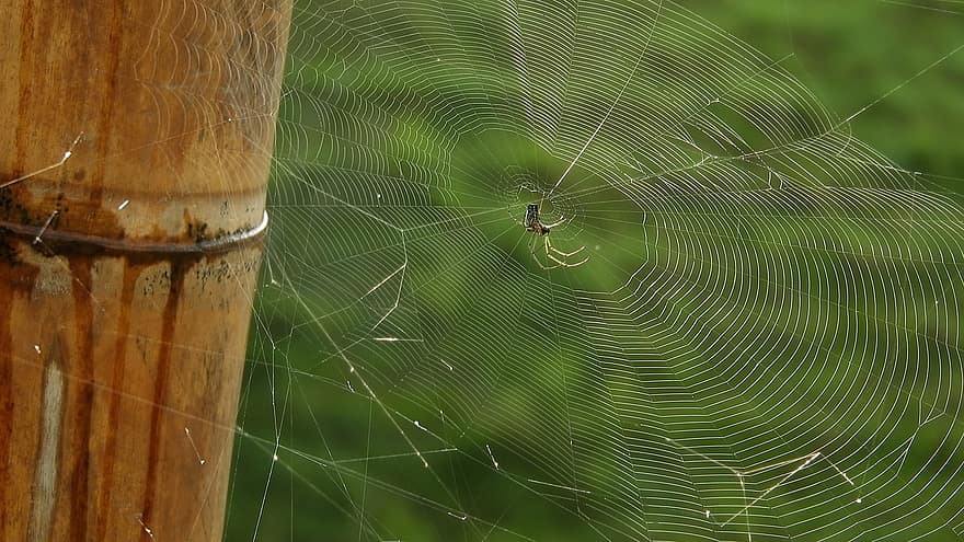insect, spin, entomologie, web, spinnenweb, spinneweb, detailopname, dauw, laten vallen, achtergronden, macro