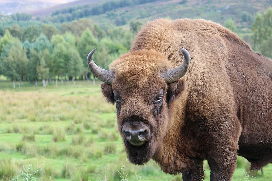 bizona, zvíře, volně žijících živočichů, savec, rohy, kopytnatec, hovězí, pole, tráva, Příroda
