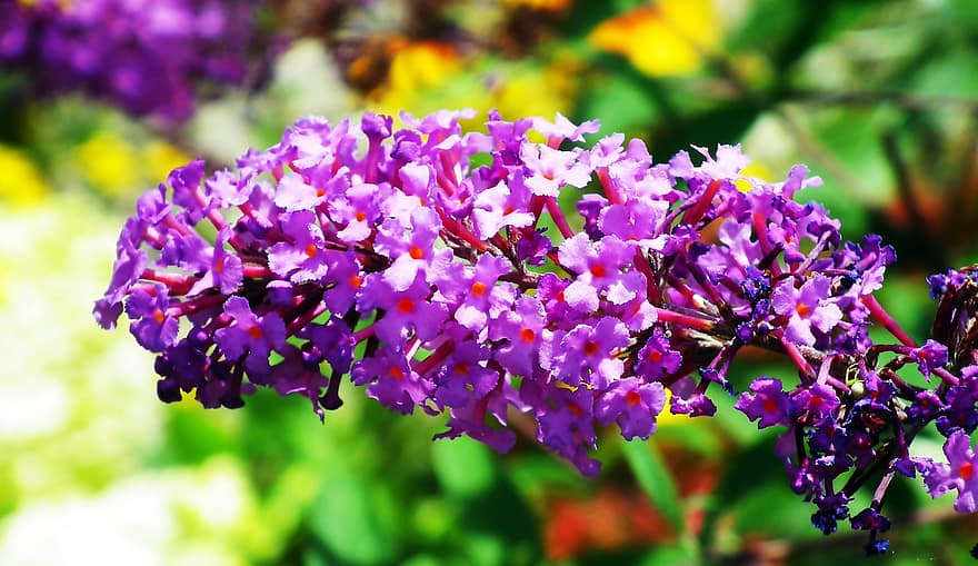квіти, буддлея, природи, фіолетовий, сад, цвітіння, ботаніка