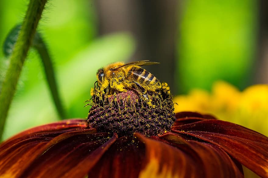Biene, Insekt, Blume, Tier, Rudbeckia, Sonnenhut, blühen, blühende Pflanze, Zierpflanze, Pflanze, Flora