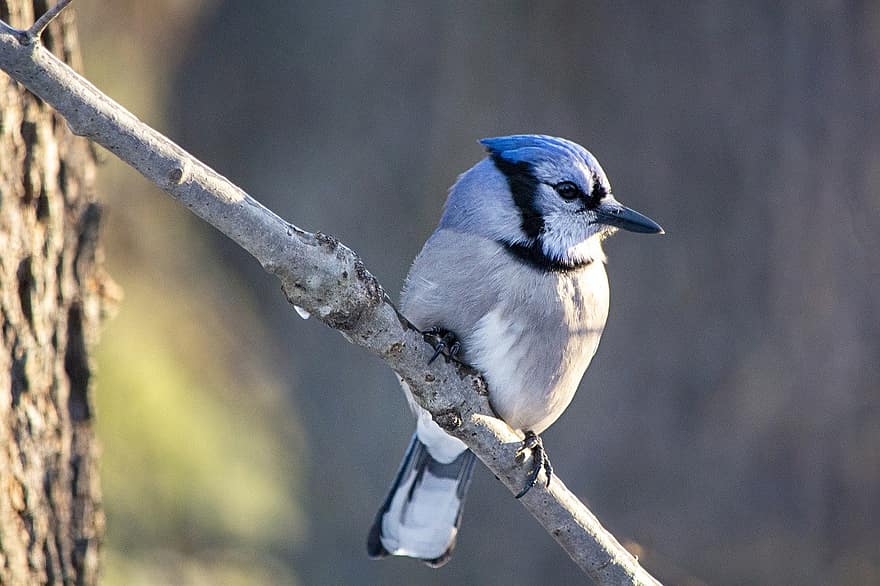 mėlynas paukštis, jay, laukinės gamtos, plunksnos, žiemą, snapas, plunksna, filialas, gyvūnams, Iš arti, paukščių stebėjimas
