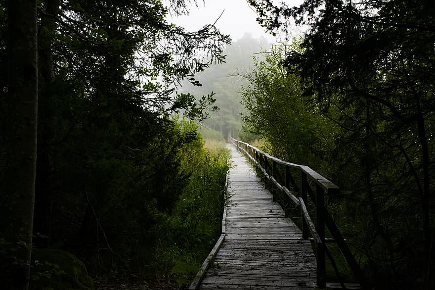 bosque, puente, puente de madera, niebla, brumoso, naturaleza, paisaje