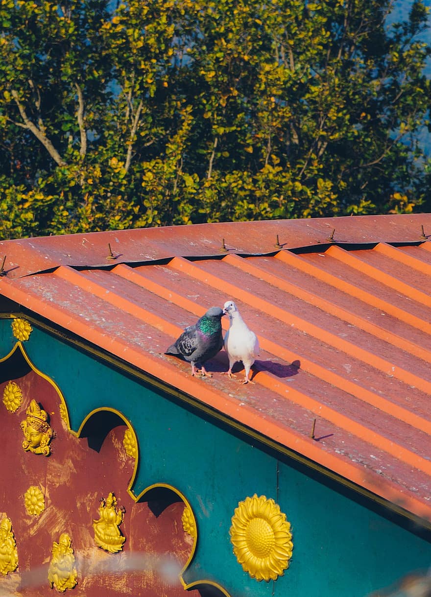 Birds, Roof, Architecture, House, Building, Parrot, wood, feather, beak, pigeon, close-up