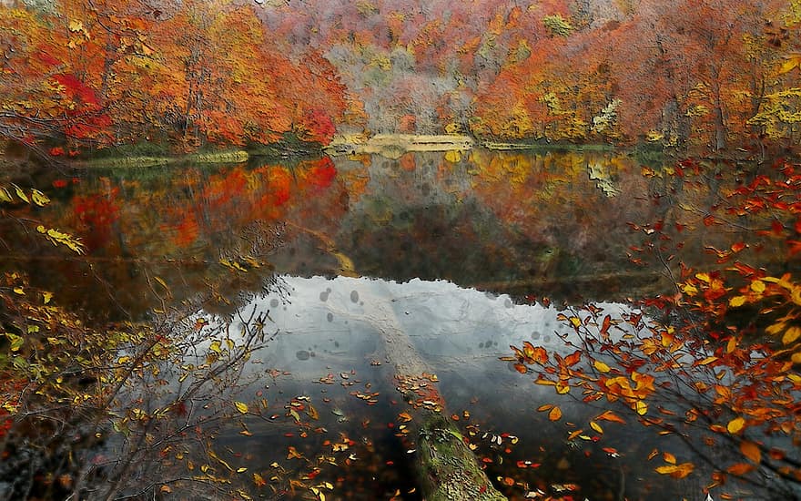 herfst, buitenshuis, water, reflectie, boom, fabriek, het verlof, logboek, park, Japan, aomori