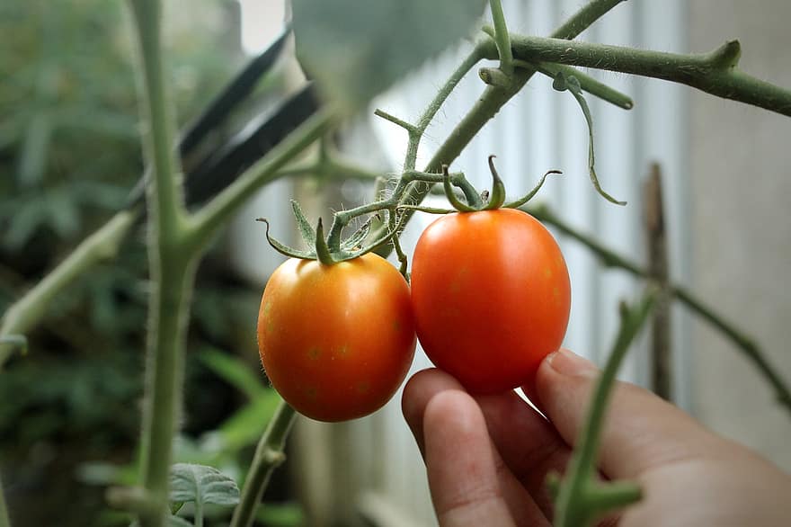 tomates, frutas, plantar, mão, Comida, comestível, orgânico, natural, produzir, jardim, natureza