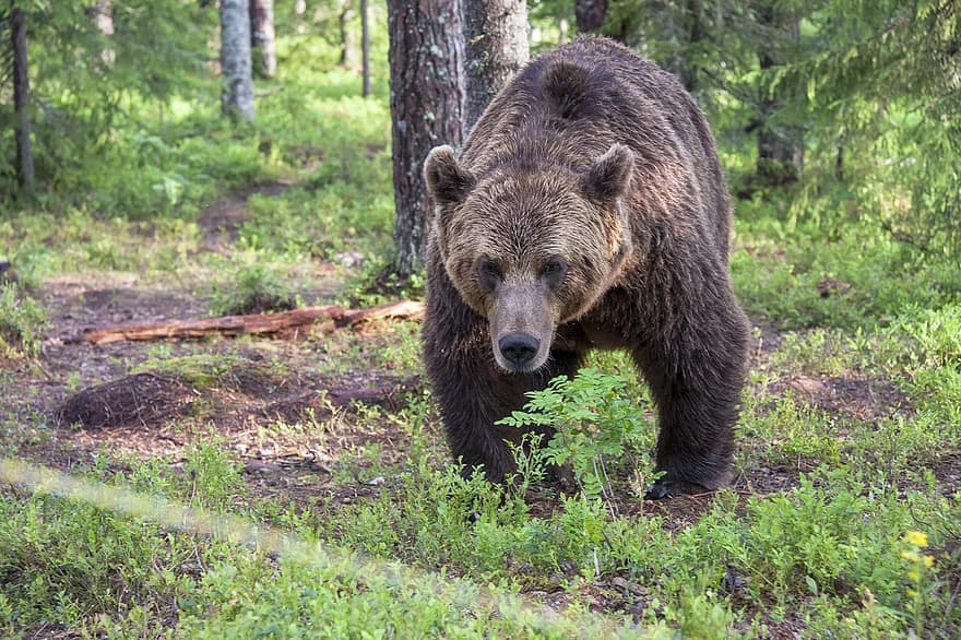 Medvěd hnědý, medvěd, zvíře, dravec, nebezpečný, savec, Příroda, volně žijících živočichů, fotografování zvířat, ursus arctos, les