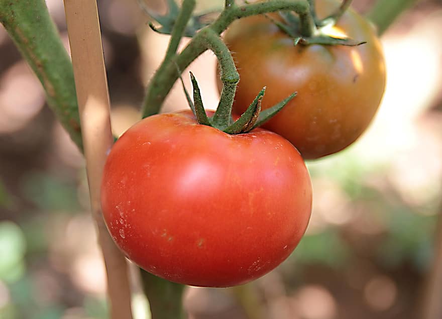 cà chua, rau, vườn, món ăn, khỏe mạnh, ăn chay, phòng bếp, tươi, đỏ, thơm ngon, dinh dưỡng