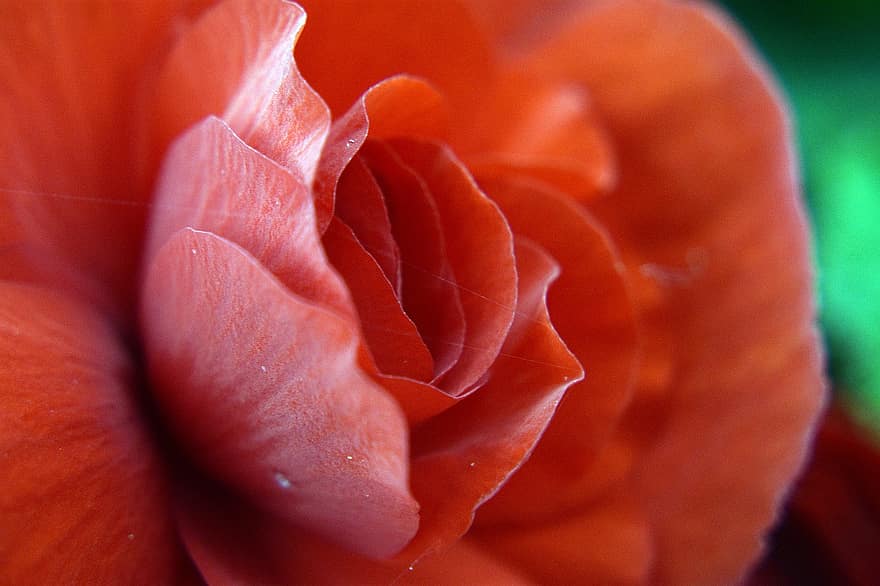 rosa, fiore, i petali, bellezza, romantico, Rose, giardino, l'odore di, amore