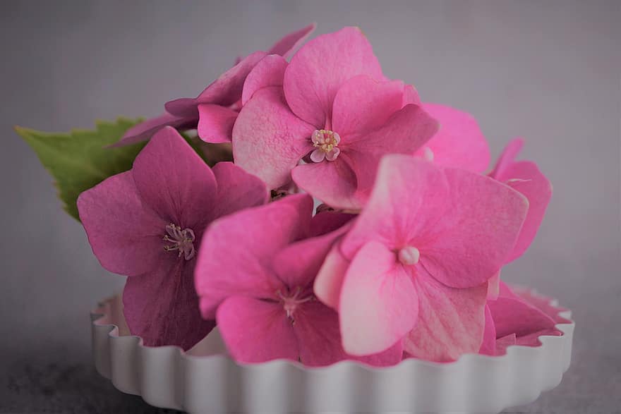 rosado, flor, planta, hortensia, flor de hortensia, pétalos, naturaleza, jardín, floración, decoración, de cerca