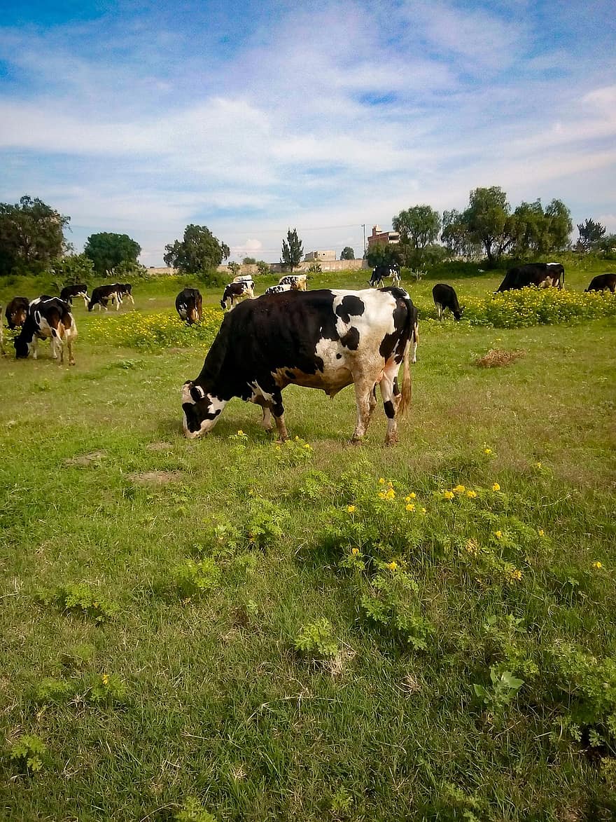 Cows, Cattles, Livestock, Farm, Animals, Nature, Mammals, Agriculture, Rural, Countryside, Beef
