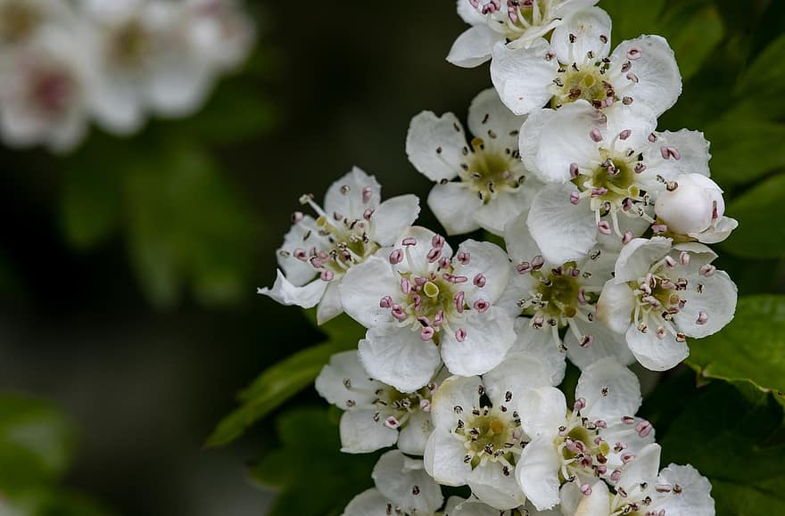 Hawthorn Blossom, Flowers, Branch, Petals, White Flowers, Bloom, Blossom, Tree, Nature
