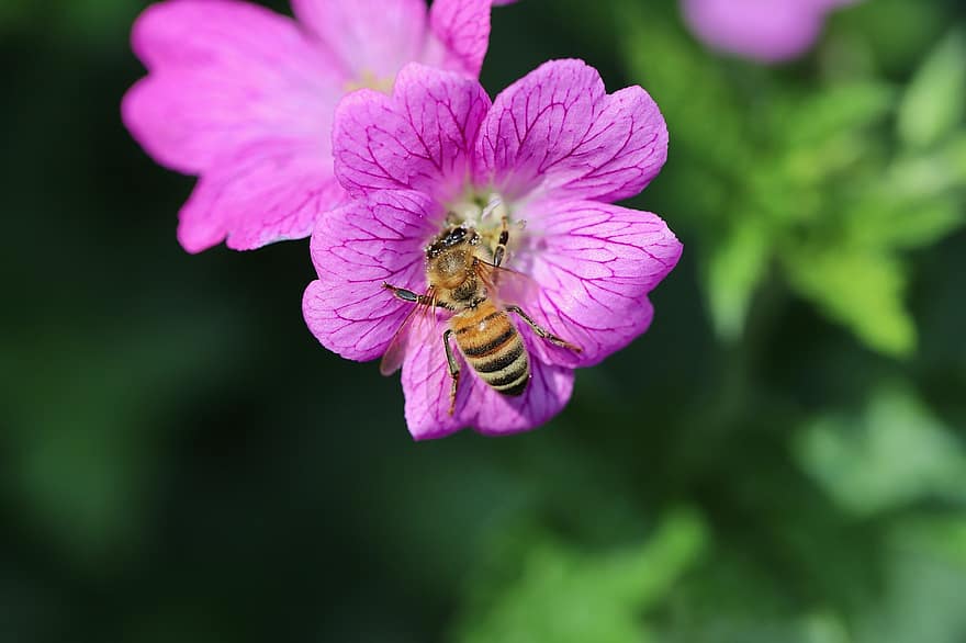 Bie, insekt, pollinering, honningbie, storkenebb, Geraniaceae, nærbilde, blomst, anlegg, sommer, makro