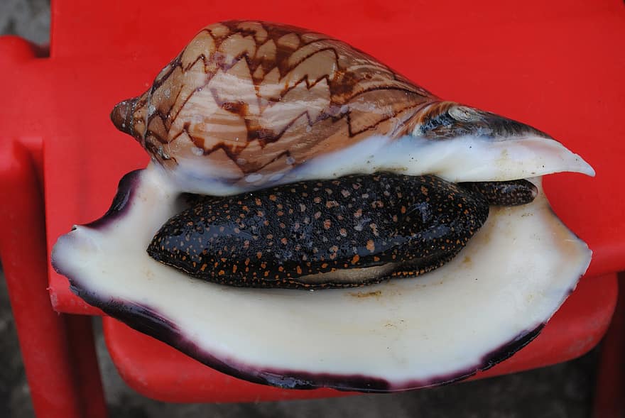 shell, skjell, sjømat, skalldyr, mollusk