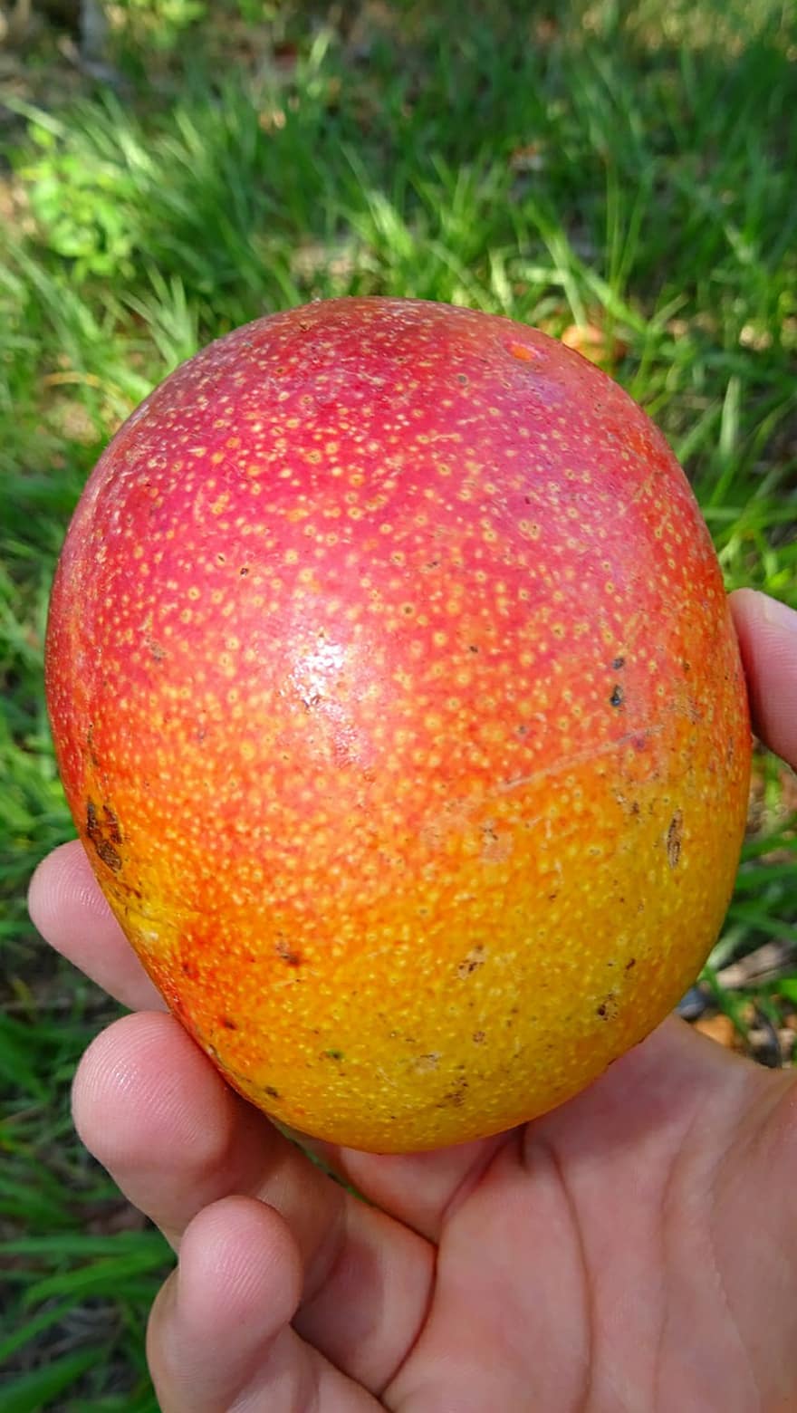 mango, Fruta, mango maduro, fruta roja, fruta madura