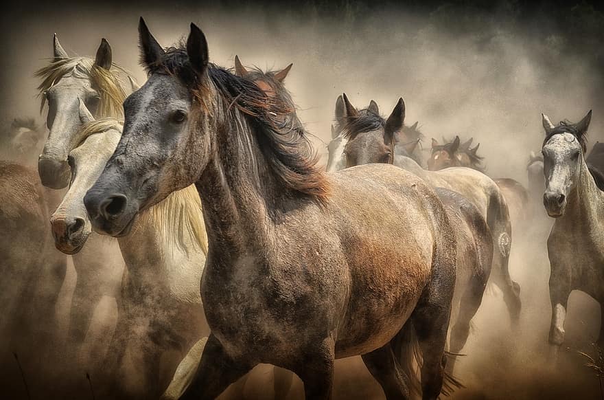 paarden, dieren, natuur, viervoetig