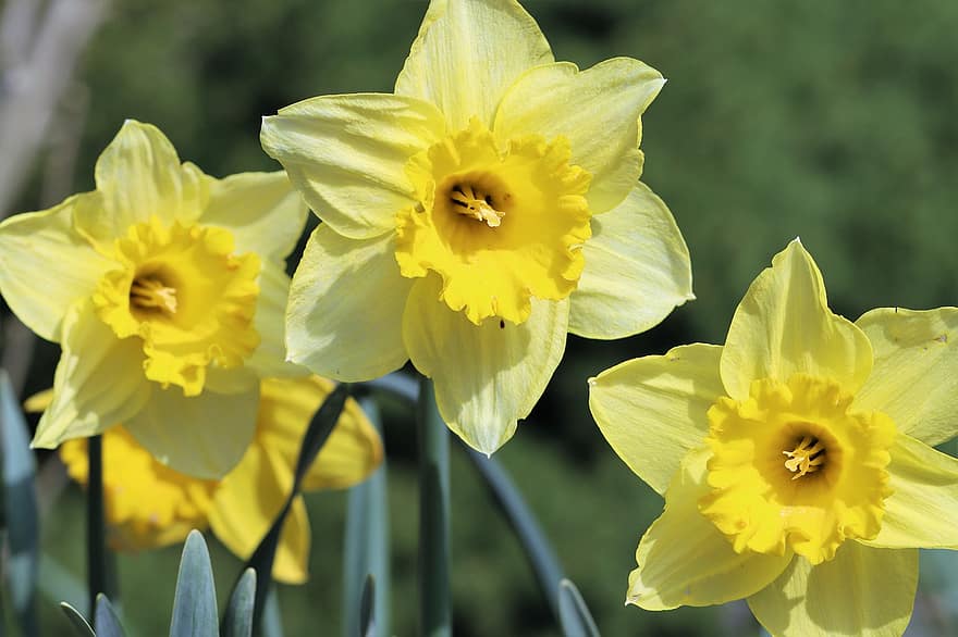 nárcisz, virágok, növény, szirmok, sárga virágok, tavaszi virágok, tavaszi, tavasszal, tavasz elején, virágzás, növényvilág