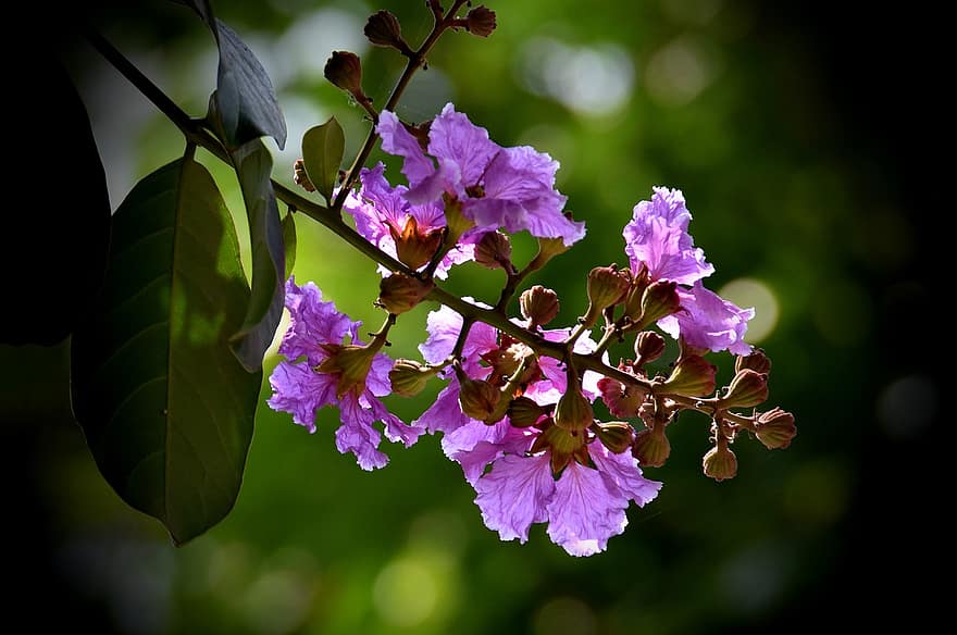 Flowers, Petals, Leaves, Tree, Branches, Foliage, Buds, Bokeh, Flora