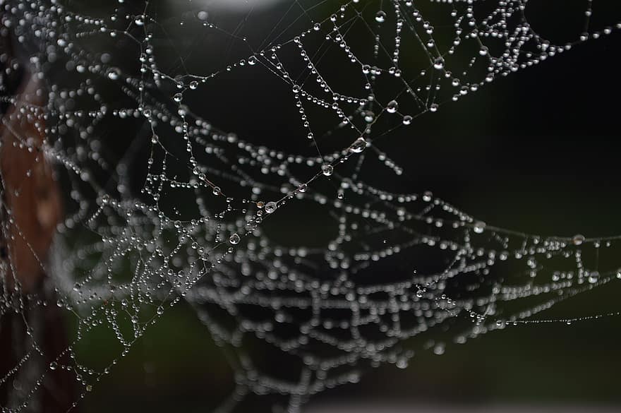 Spider Web, Water Drops, Nature, spider, close-up, dew, drop, macro, wet, backgrounds, insect