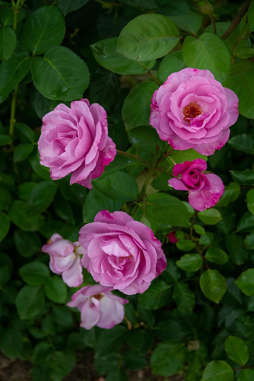 Blume, Rosen, Rosa, Blütenblätter, Cluj, napoca, Bothanical, Garten, Natur, Pflanze, Grün