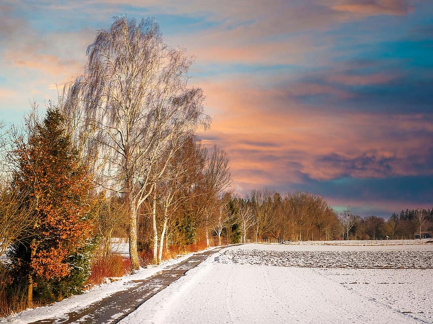 冬、フィールド、道路、雪、木、田舎、風景、未舗装の道路、白樺の木、落葉樹、農村