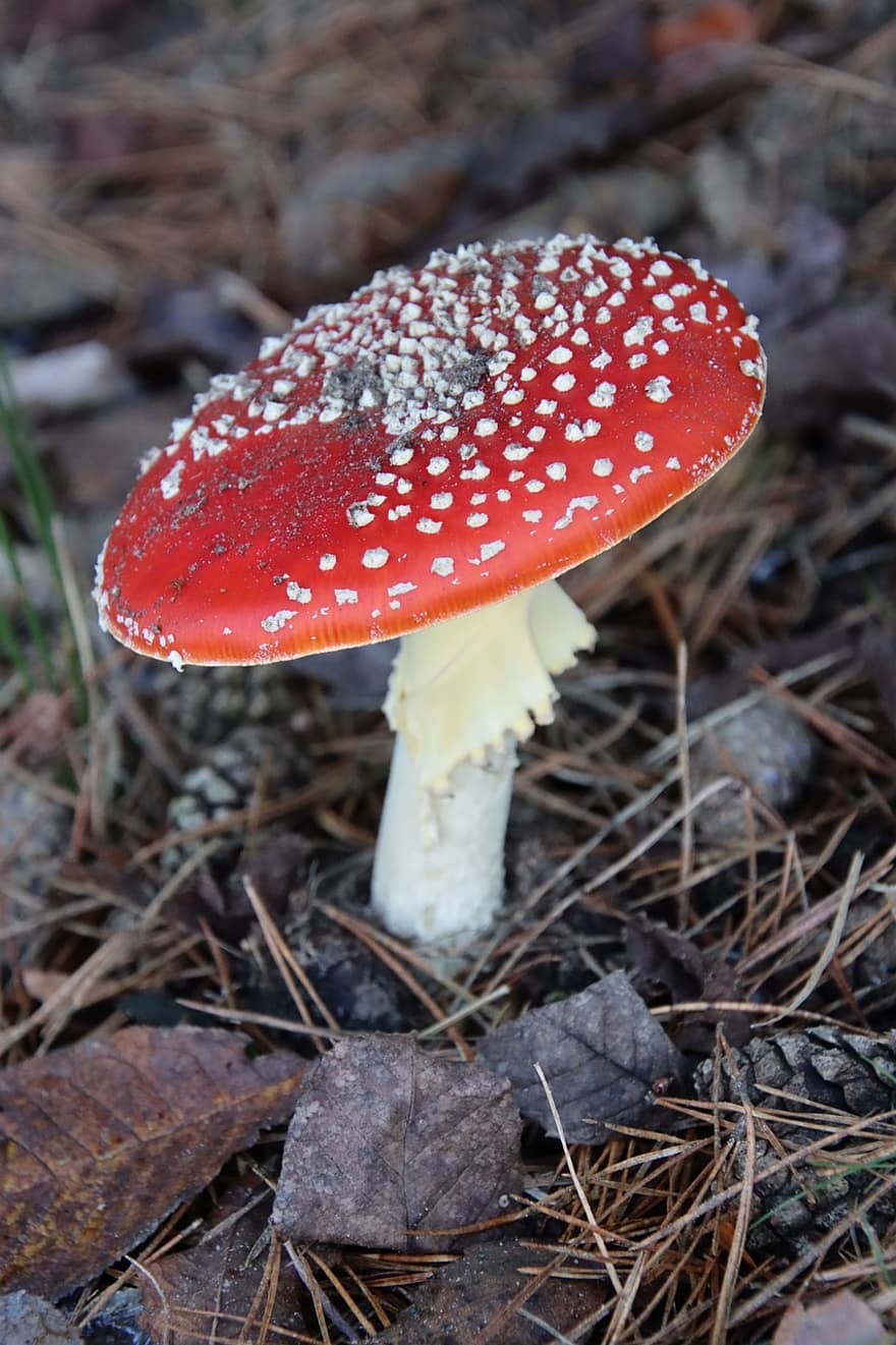 Mushroom, Plant, Toadstool, Mycology, Agaric, Forest, Wild, close-up, fly agaric mushroom, poisonous, fungus
