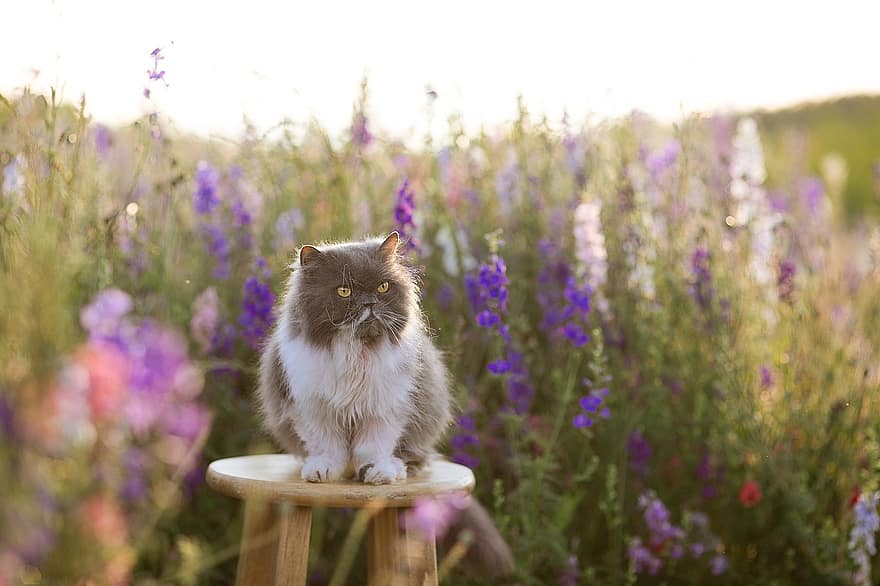 котка, персийски, чистокръвен, цвете, поле, теменужки, диви цветя, писенце, разкошен, зашеметяващ, лято
