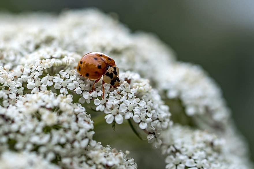 Ladybug, Insect, Flowers, Petals, Pollen, Pollination, Nature, Animal, Fauna, Coleoptera, Plant