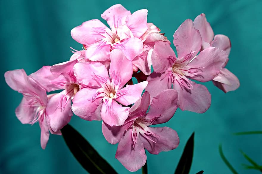 Blumen, Oleanderblüten, pinke Blumen, Strauß, Flora, Natur, Nahansicht, Blume, Pflanze, Blütenblatt, pinke Farbe