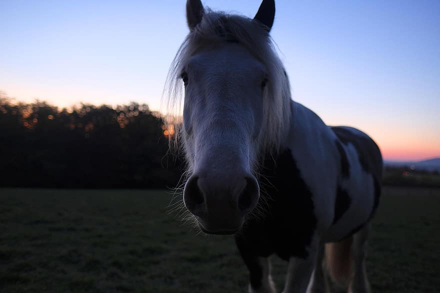 kůň, Západ slunce, nálada, zvědavý, zvědavost, Neugierde