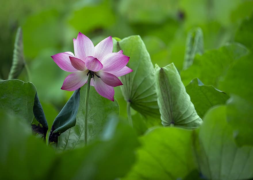 lotosas, gėlė, rožinė gėlė, lotuso gėlė, lotoso lapai, žydi, žiedas, žiedlapių, rožiniai žiedlapiai, flora, vandens augalų
