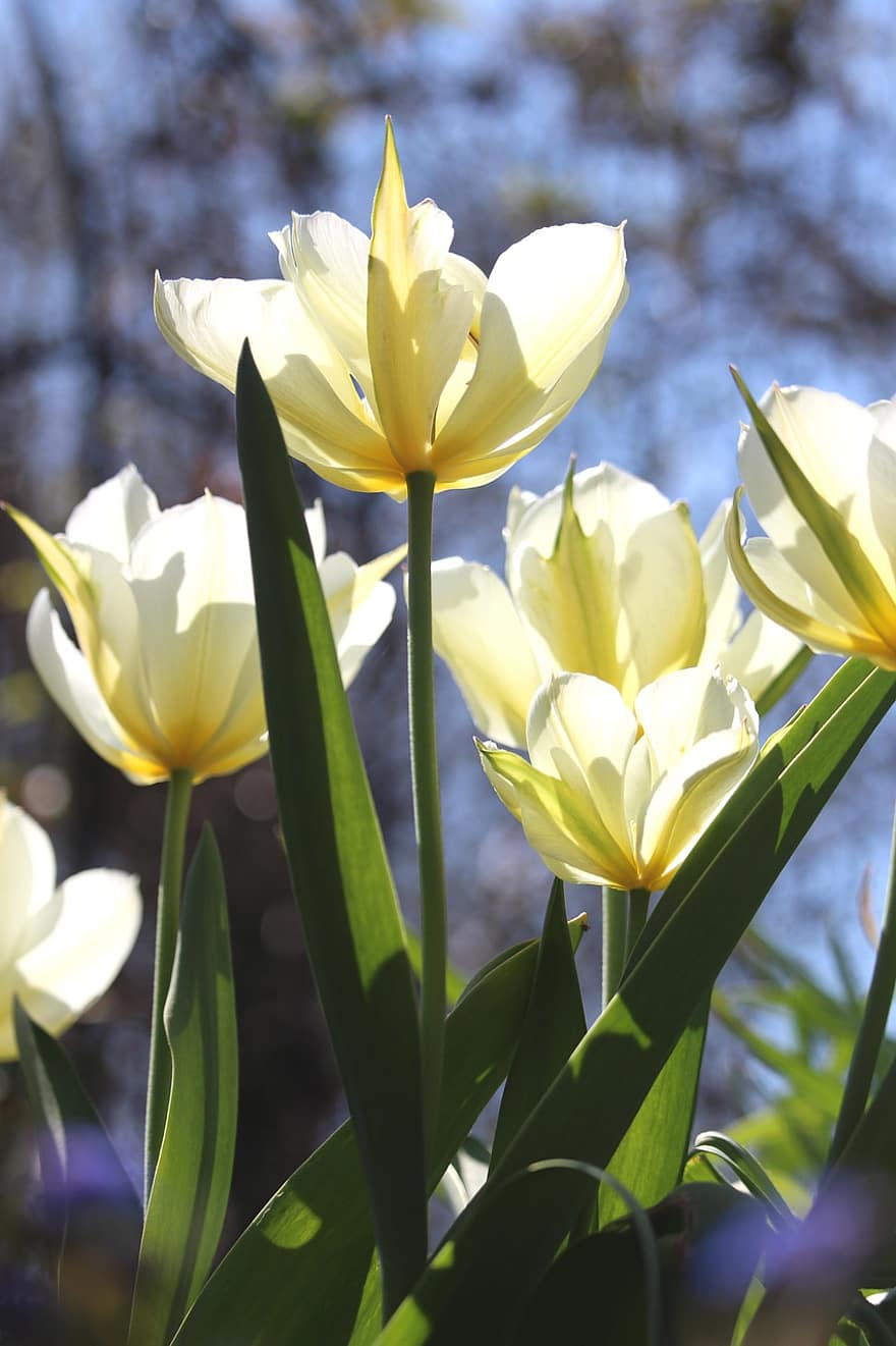 tulipány, žluté květy, žluté tulipány, záhon, jaro, zahrada, květ, žlutá, rostlina, letní, okvětní lístek