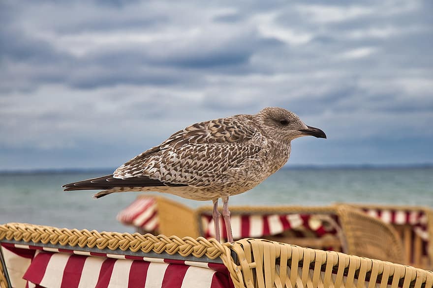 chim, mòng biển, bờ biển, thú vật, chim biển, động vật hoang dã, ghế bãi biển, biển Baltic