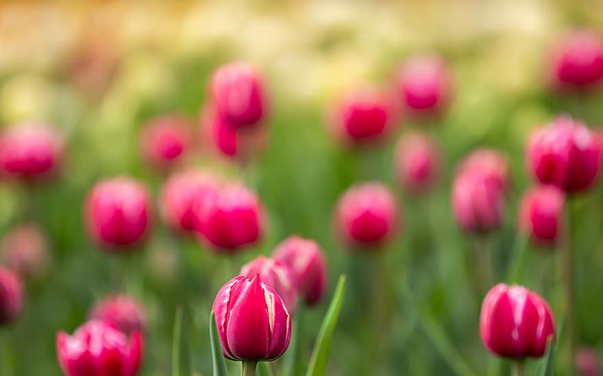 tulipan, kwiat, ogród, pole, płatki, Natura, wiosna, kwitnąć, flora, rośliny, kolorowy