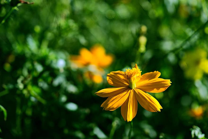 Cosmos, Flower, Plant, Yellow Flowers, Petals, Bloom, Flora, Nature, yellow, summer, close-up