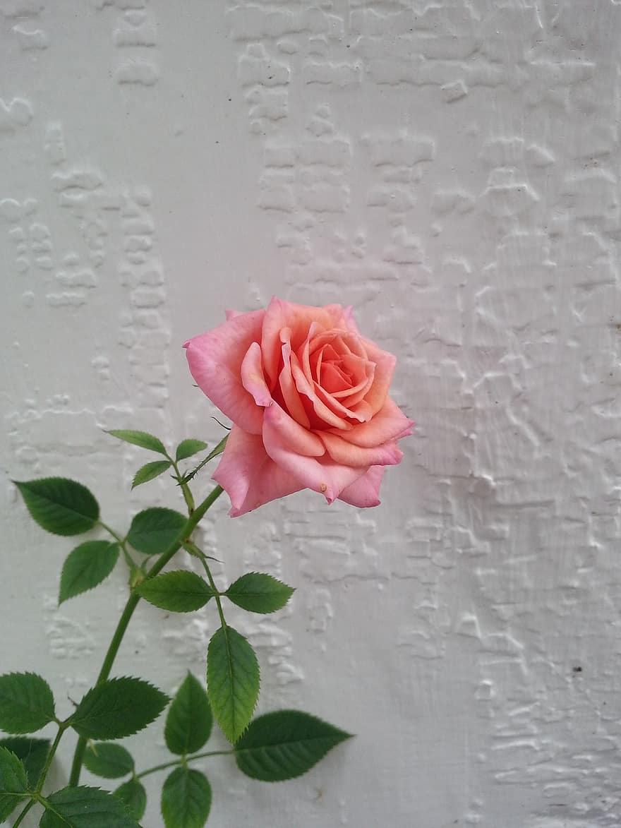 Rose, Flower, Pink Rose, Beautiful Flower, Roses, One Rose, Nature, Flowers, Garden, Petals, Postcard